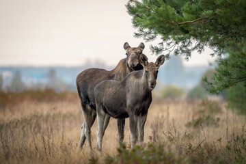 Young moose with his mother in an autumn meadow