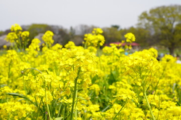 菜の花　昭和記念公園