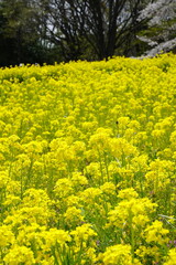 菜の花　昭和記念公園