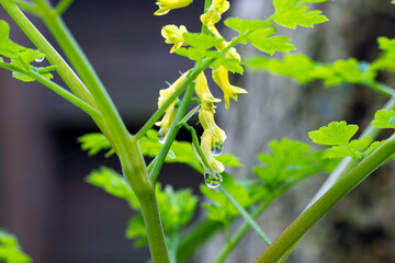 黄色い花の雑草と雨玉