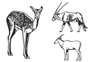 Graphical set of antelopes on white background, vector illustration, savanna animal.	