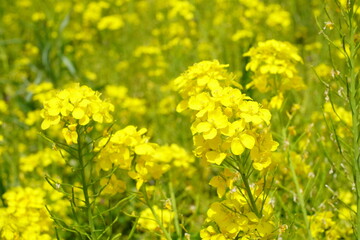 Obraz premium 菜の花 昭和記念公園