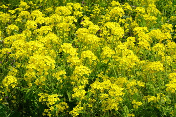 菜の花　昭和記念公園