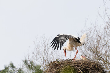 one stork landiing on a nest of branches and one stork sitting on the nest with copy space