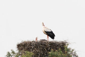 two storks on a nest of branches with white sky as background