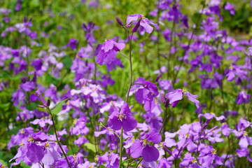 ムラサキハナナ　オオアラセイトウ　