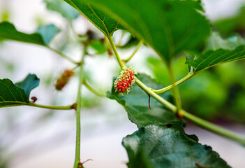 Ripe red mulberries on Mulberry Trees