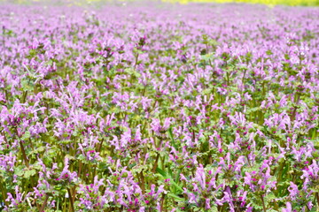 Naklejka premium ホトケノザ