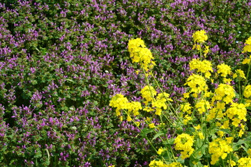 ホトケノザ　菜の花　昭和記念公園