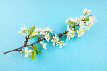 a branch with cherry blossoms on a blue background.