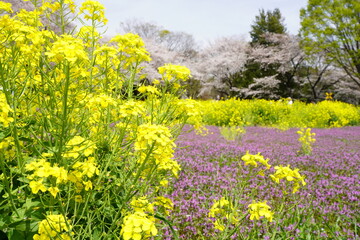 ホトケノザ　菜の花　昭和記念公園