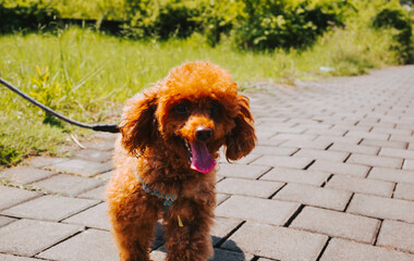 Cute brown toy poodle in the park on a walk