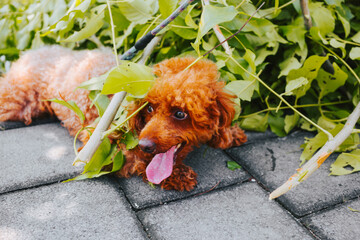 Cute toy poodle hides in flattery. Funny poodle on a walk in the park in summer - obrazy, fototapety, plakaty