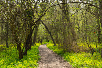 Walking path in a spring forest park