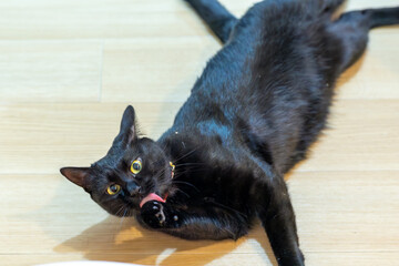 床に寝転ぶ黒猫