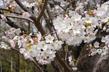 桜　昭和記念公園