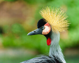 Fototapeta premium Portrait of a grey crowned crane in Taipei,Taiwan zoo