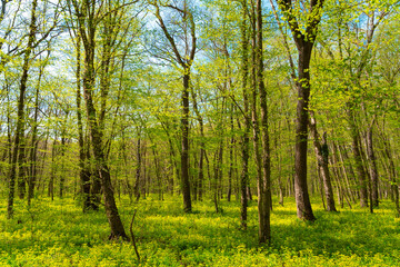 Spring green forest in sunlight. Freshness of nature