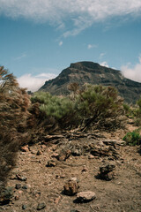View through the bushes to the Teide volcano, Tenerife, Canary Islands