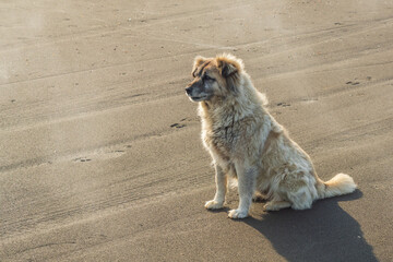Alabai dog on the seashore