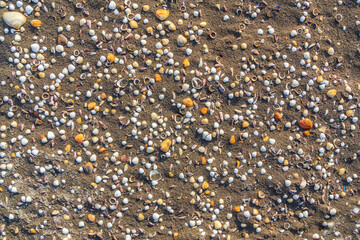 Small seashells on sand background
