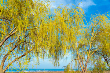 Weeping willow branches against a blue sky