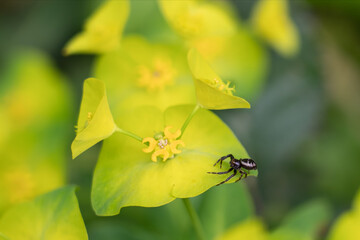 Small black spider on a flower
