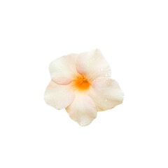 Fototapeta na wymiar blooming flowers Allamanda or Cream allamanda on white background.
