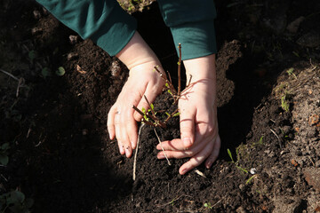 Woman planting tree in garden, holding green seedling on soil, top view 