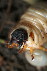 自然な森林土壌の中で大きく成長する日本のカブトムシの幼虫の頭部アップ（自然光＋ストロボマクロ撮影）