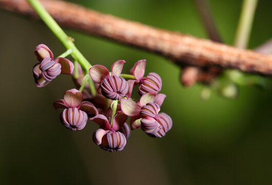 和風な赤紫色のアケビの雄花（マクロレンズ使用・アウトドア接写写真）