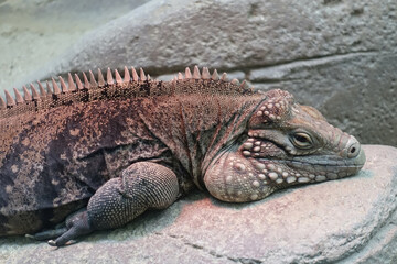 眠たそうなトカゲ