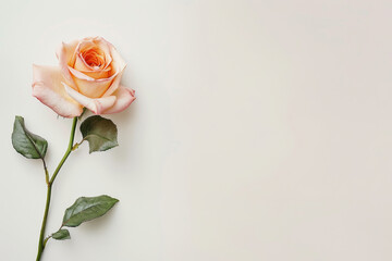 Rose in soft pink and white colors arranged on textured backdrop with copy space, spring and romantic background.