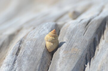 A pile of shells on a log