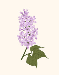 Lilac. A sprig of lilac on a white background. Vector botanical illustration. Poster with lilac flowers. Linear art style.
