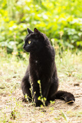 Beautiful bombay black cat portrait in profile with yellow eyes and attentive look in green grass in spring summer nature