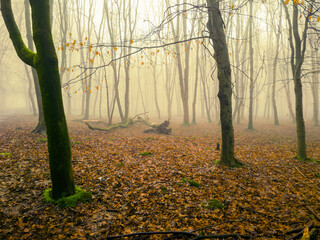 Magical autumn forest in the morning fog. misty landscape with trees and fallen leaves. Atmospheric foggy woodland.