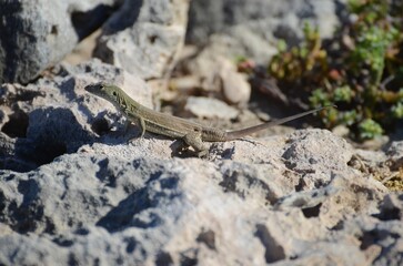 A lizard is on a rock