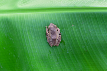 butterfly on leaf
