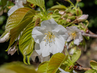 葉っぱが出てきた白い桜