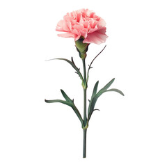 A pink carnation flower on a Transparent Background