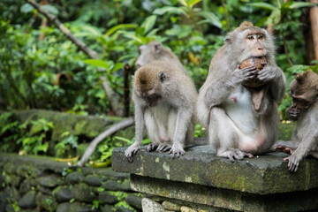 Naklejka na ściany i meble Monkeys eat food in jungles in Asia