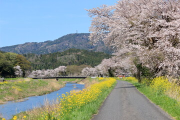 Fototapeta premium 余呉川沿いの桜と菜の花