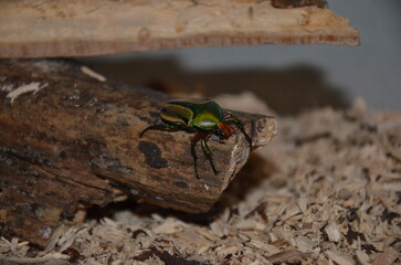 Coelorrhina hornimani Weibchen