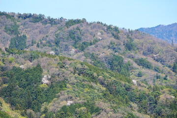 Obraz premium 山桜が点在する春の山