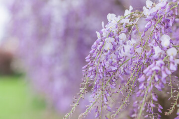 Close up macro on glycine flowers in full bloom during springtime. - 782117876