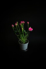 flower in a vase