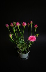 pink flowers in a vase