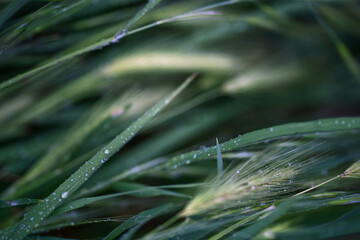 Grass with dewdrops or raindrops. Dark green grass and spikelets regimented with water droplets
