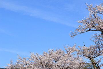 青空と桜の花